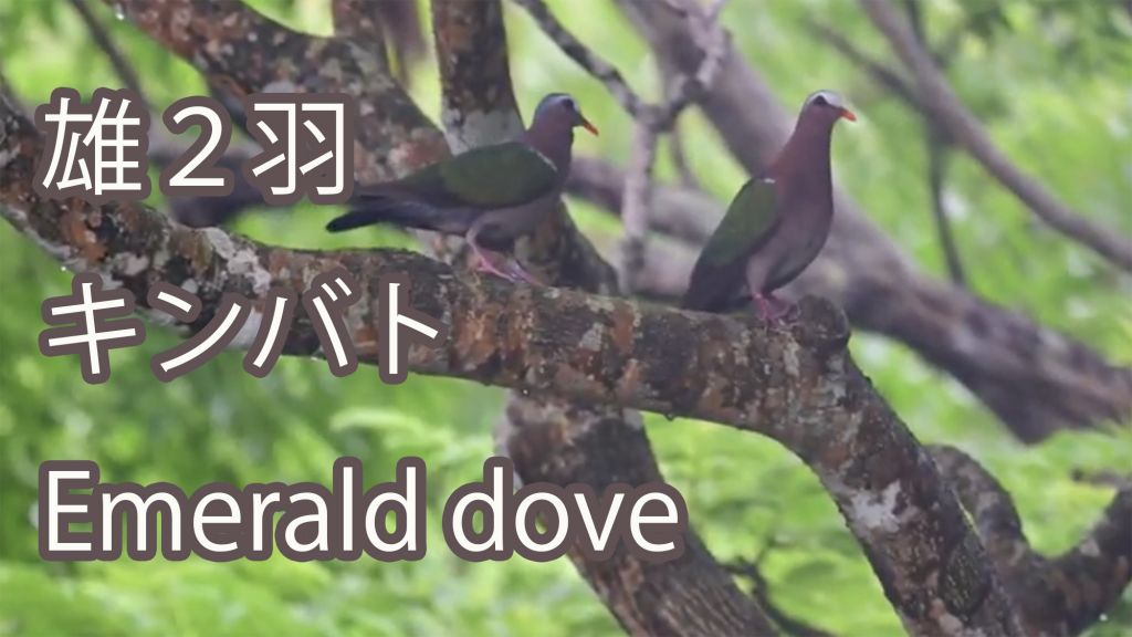 【雄２羽】 キンバト Emerald dove
