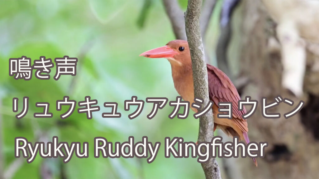 【鳴き声　雑音有り！】 リュウキュウアカショウビン Ryukyu Ruddy Kingfisher