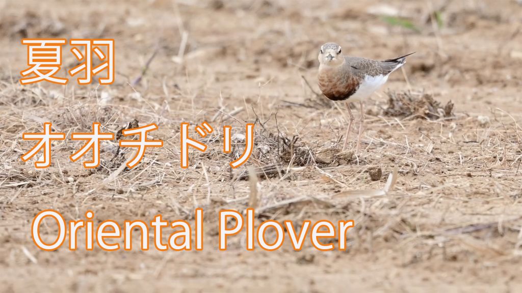 【夏羽】  オオチドリ  Oriental Plover