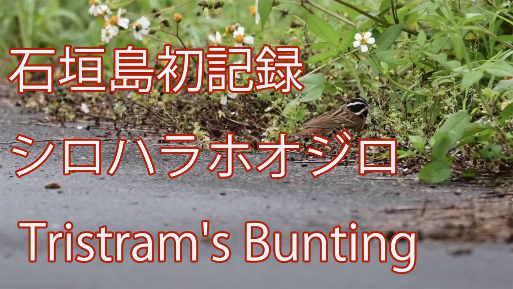 【石垣島初記録】 シロハラホオジロ Tristram's Bunting