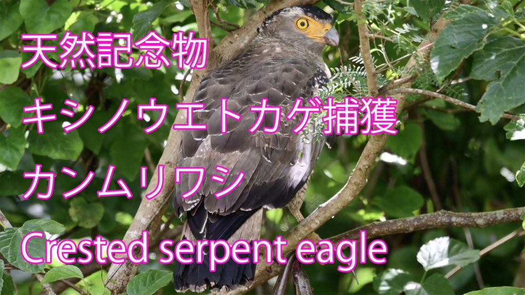 【天然記念物キシノウエトカゲ捕獲】 カンムリワシ Crested serpent eagle