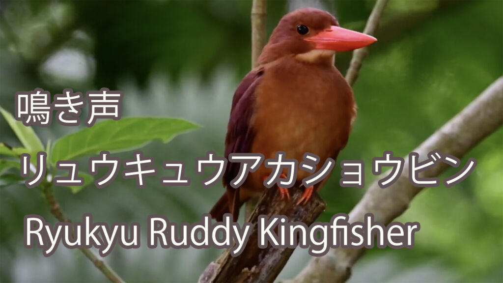 【鳴き声】 リュウキュウアカショウビン Ryukyu Ruddy Kingfisher