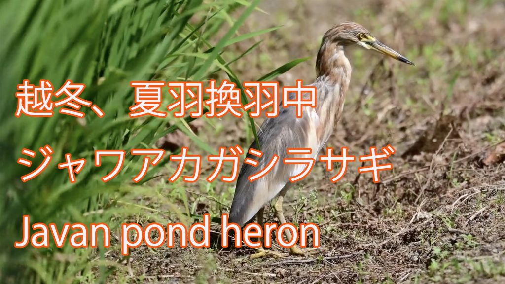 【越冬、夏羽換羽中】ジャワアカガシラサギ Javan pond heron