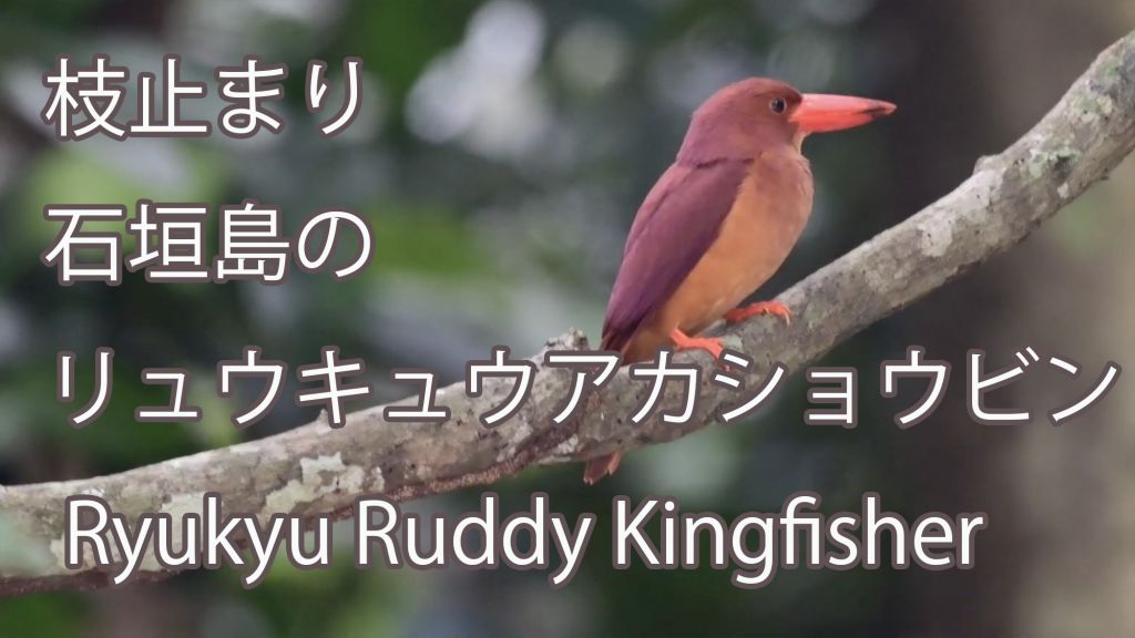 【枝止まり】 石垣島のリュウキュウアカショウビン Ryukyu Ruddy Kingfisher