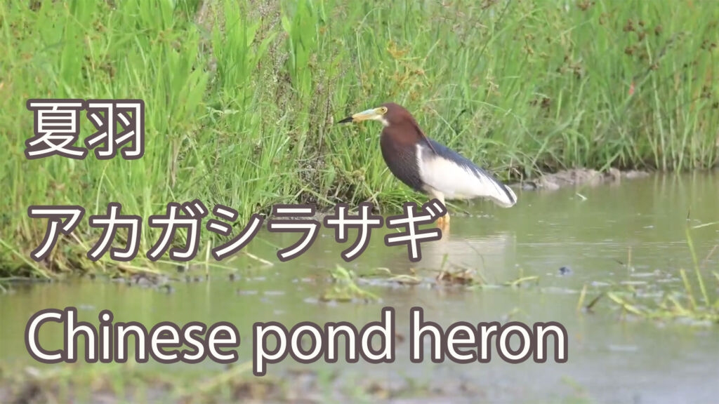【夏羽】 アカガシラサギ Chinese pond heron