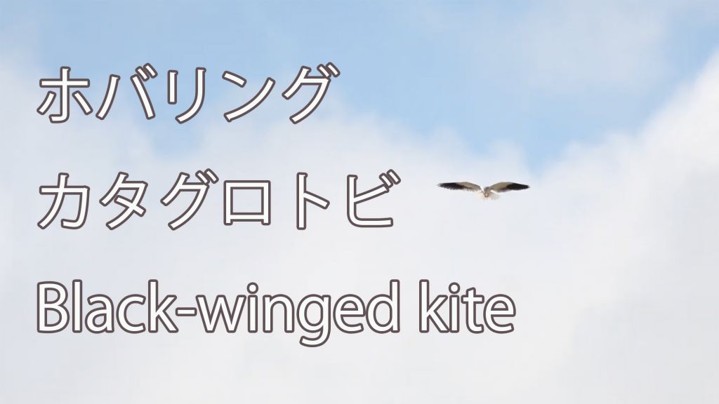 【ホバリング】 カタグロトビ Black-winged kite