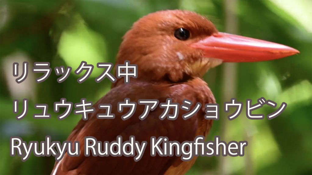 【リラックス中】 リュウキュウアカショウビン Ryukyu Ruddy Kingfisher