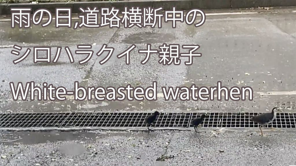 【雨の日の親子】 道路横断中のシロハラクイナ親子 White-breasted waterhen