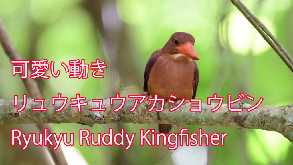 【可愛い動き】 リュウキュウアカショウビン Ryukyu Ruddy Kingfisher