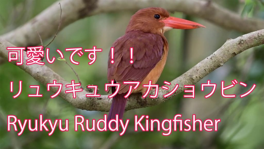 【可愛いです！！】 リュウキュウアカショウビン Ryukyu Ruddy Kingfisher