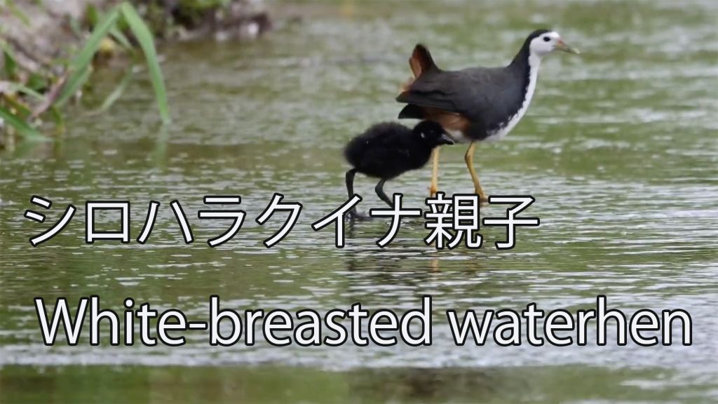 【親子】 シロハラクイナ White-breasted waterhen