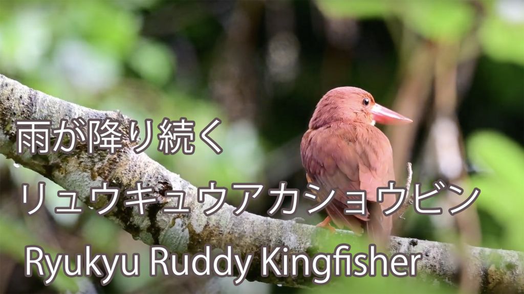 【雨が降り続く】 リュウキュウアカショウビン Ryukyu Ruddy Kingfisher