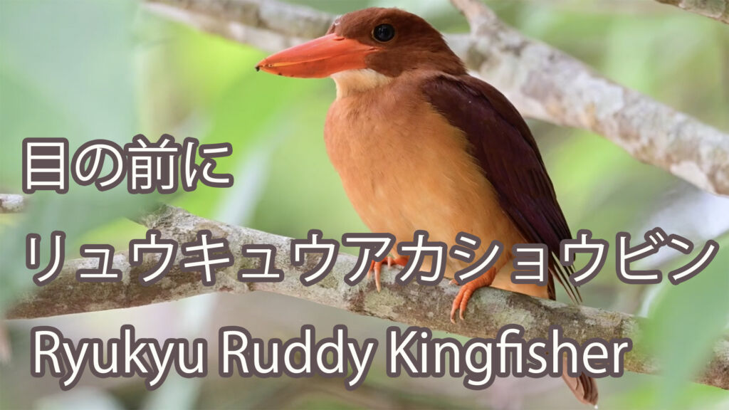 【目の前に】 リュウキュウアカショウビン Ryukyu Ruddy Kingfisher