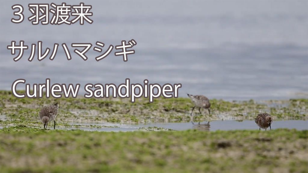 【３羽渡来！】 サルハマシギ Curlew sandpiper