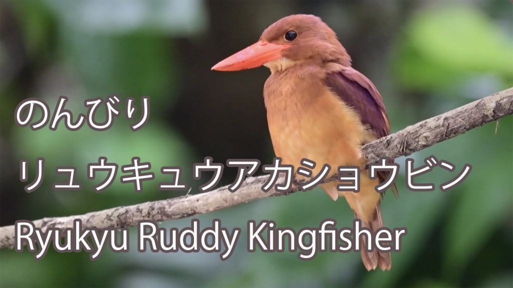【のんびり】 リュウキュウアカショウビン Ryukyu Ruddy Kingfisher