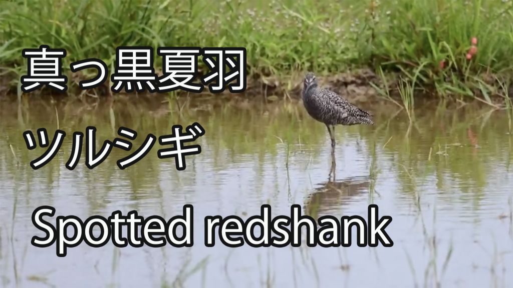 【真っ黒夏羽】 ツルシギ Spotted redshank