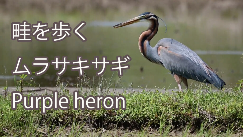 【畦を歩く】 ムラサキサギ Purple heron
