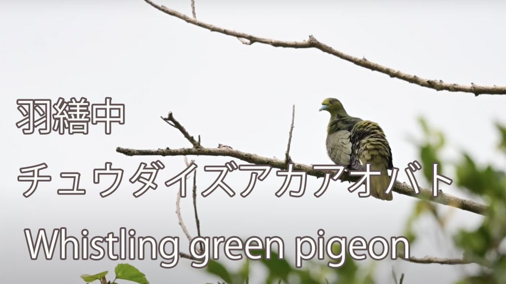 【羽繕中】 チュウダイズアカアオバト Whistling green pigeon