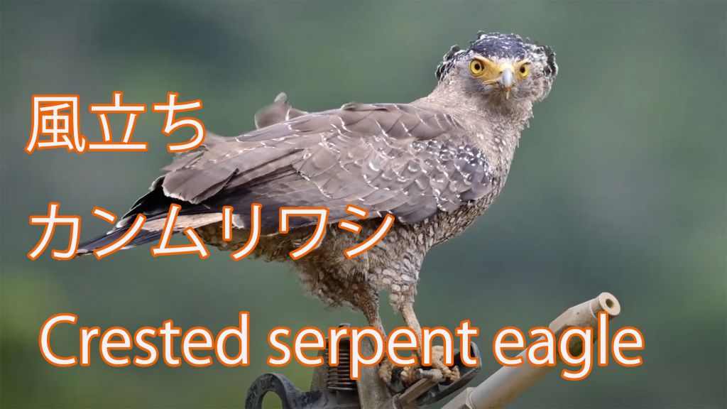 【風立ち】 カンムリワシ Crested serpent eagle