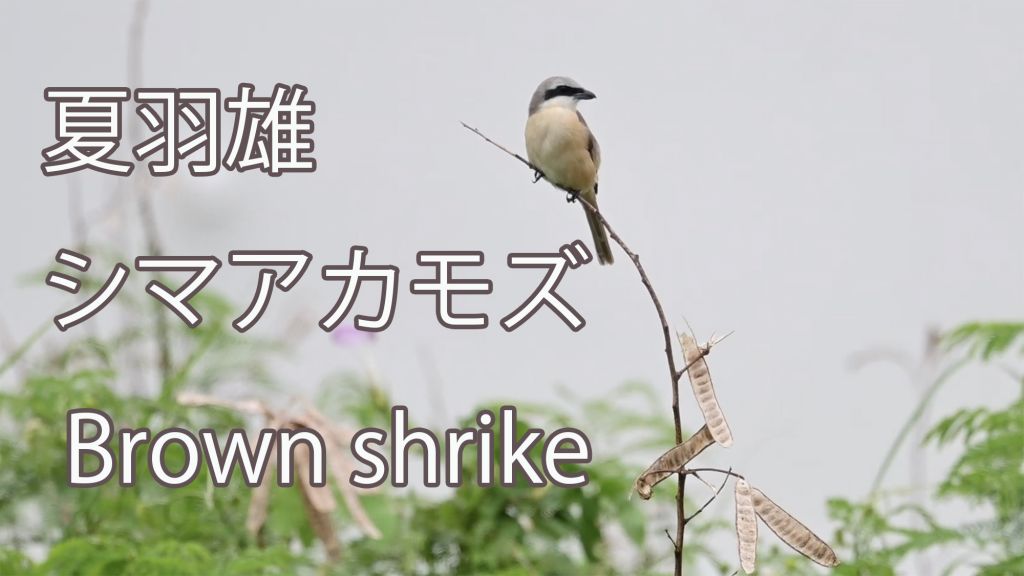 【夏羽雄】  シマアカモズ  Brown shrike