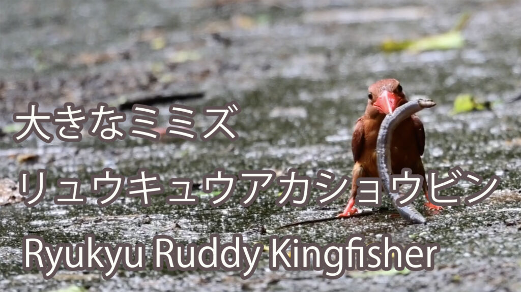 【大きなミミズ】 リュウキュウアカショウビン Ryukyu Ruddy Kingfisher