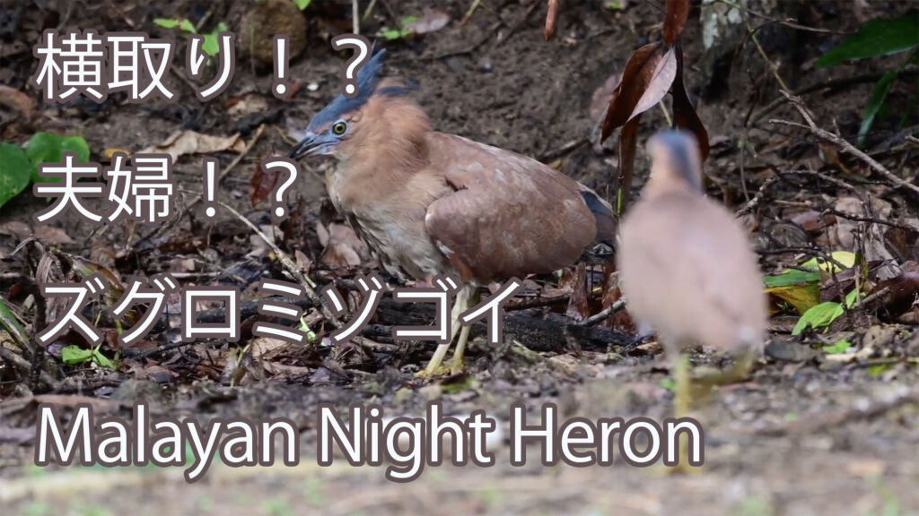 【横取り！？夫婦！？】 ズグロミゾゴイ Malayan Night Heron