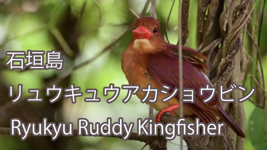 【石垣島】 リュウキュウアカショウビン Ryukyu Ruddy Kingfisher