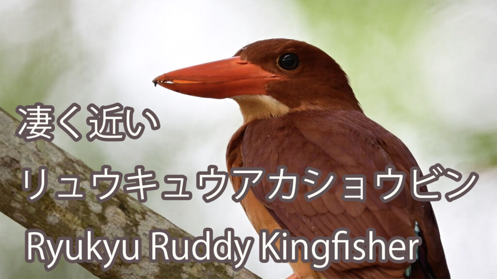 【凄く近い】リュウキュウアカショウビン Ryukyu Ruddy Kingfisher