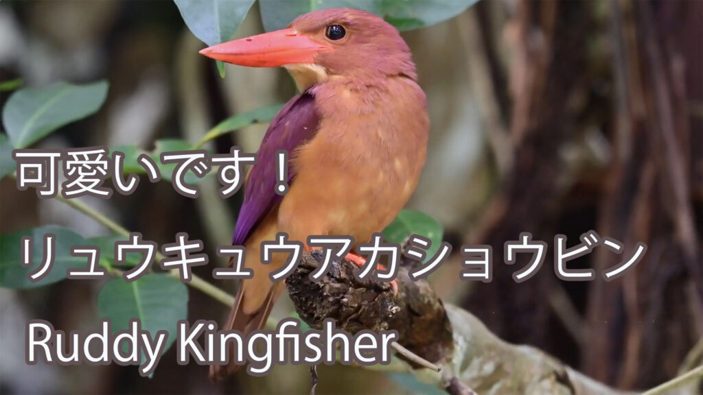 【可愛いです！】 リュウキュウアカショウビン Ruddy Kingfisher