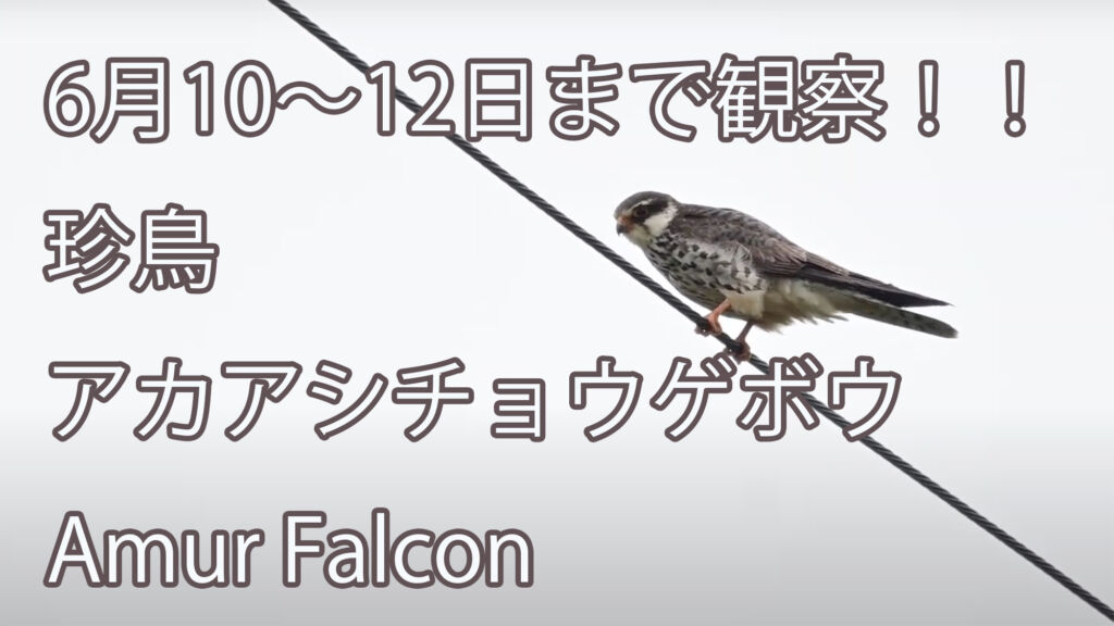 【6月10〜12日まで観察した珍鳥】 アカアシチョウゲボウ Amur Falcon
