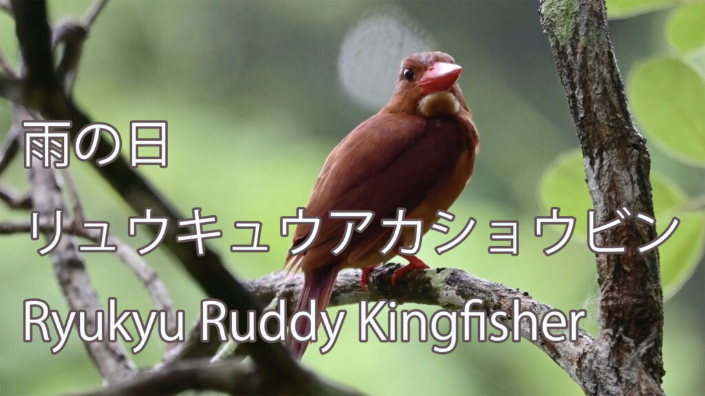 【雨の日】 リュウキュウアカショウビン Ryukyu Ruddy Kingfisher