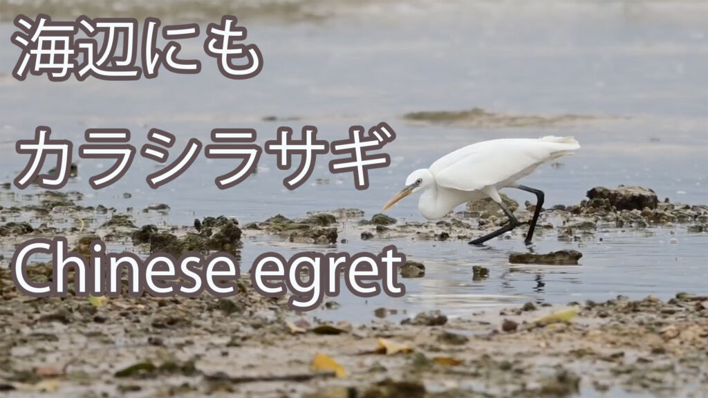 【海辺にも】 カラシラサギ Chinese egret