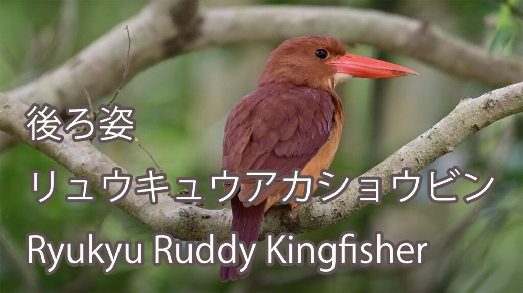 【後ろ姿】 リュウキュウアカショウビン Ryukyu Ruddy Kingfisher