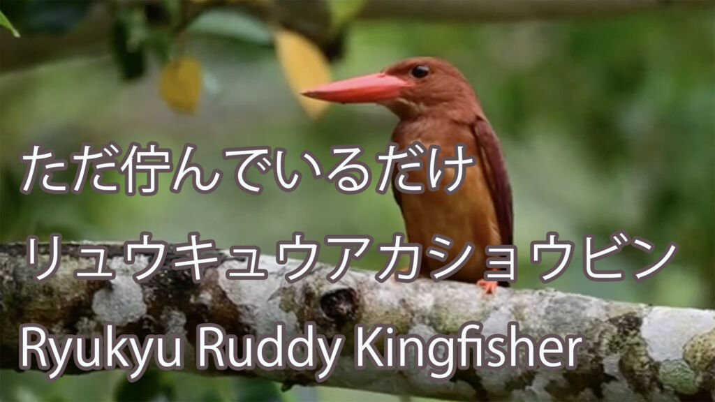 【ただ佇んでいるだけ】 リュウキュウアカショウビン Ryukyu Ruddy Kingfisher