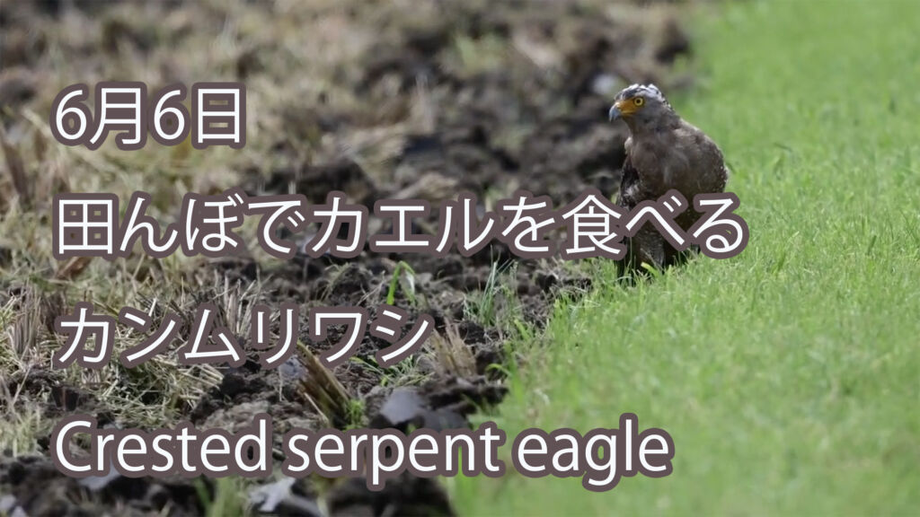【6月6日、田んぼでカエルを食べる】 カンムリワシ Crested serpent eagle