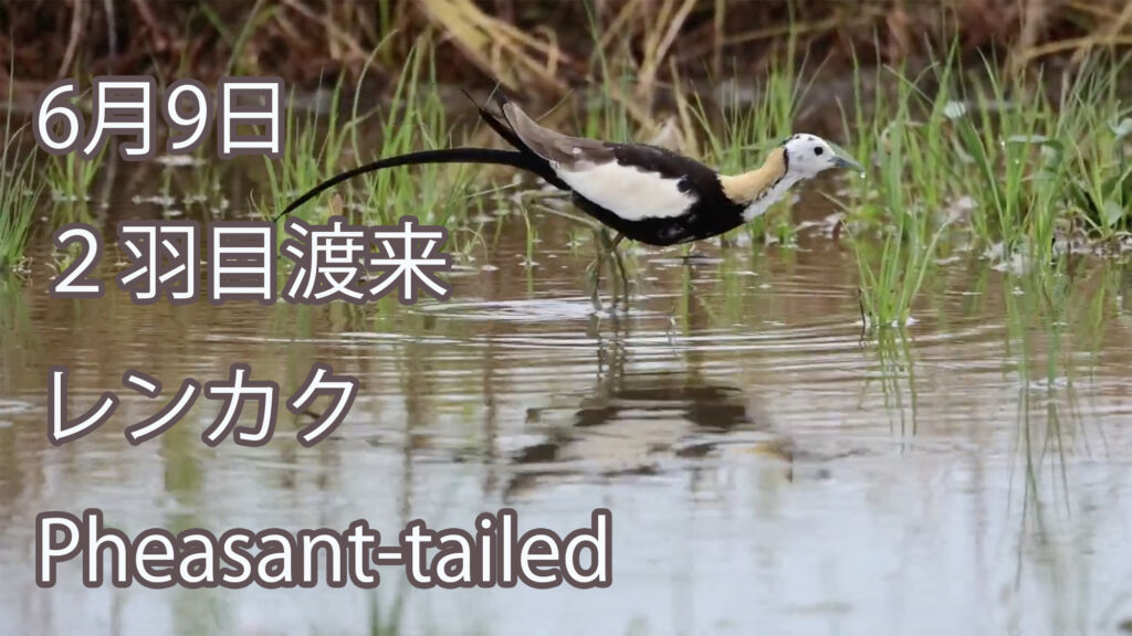 【6月9日、２羽目渡来】  レンカク  Pheasant-tailed