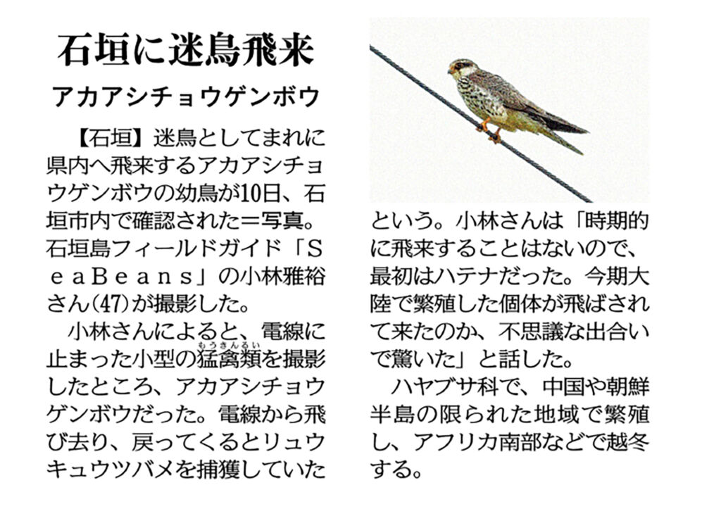 沖縄タイムス6月19日朝刊　「石垣に迷鳥飛来 アカアシチョウゲンボウ」