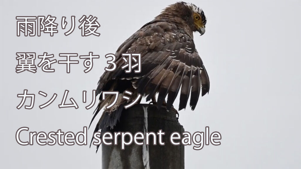 【翼を干す３羽】カンムリワシ Crested serpent eagle