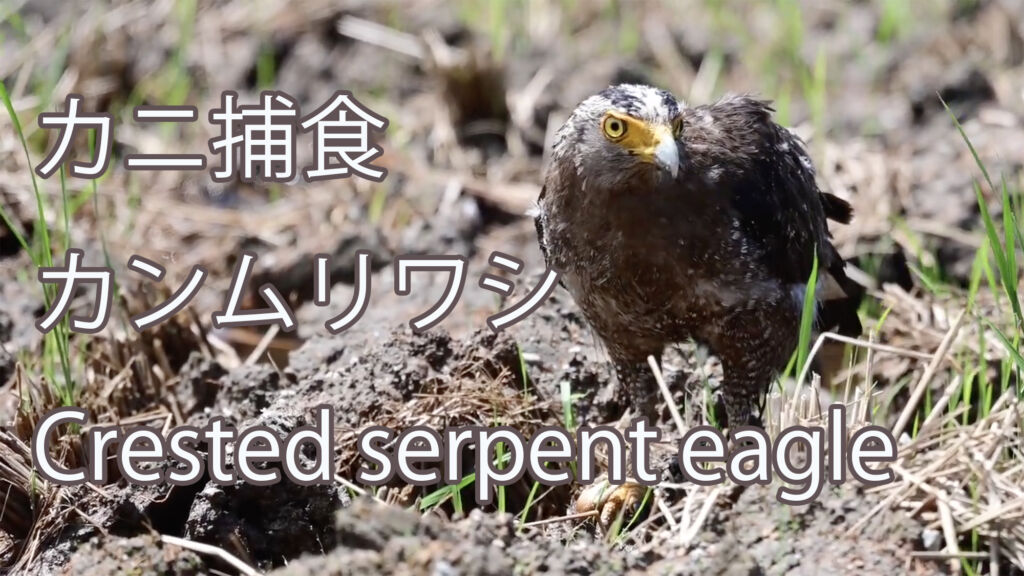 【カニ捕食】 カンムリワシ Crested serpent eagle