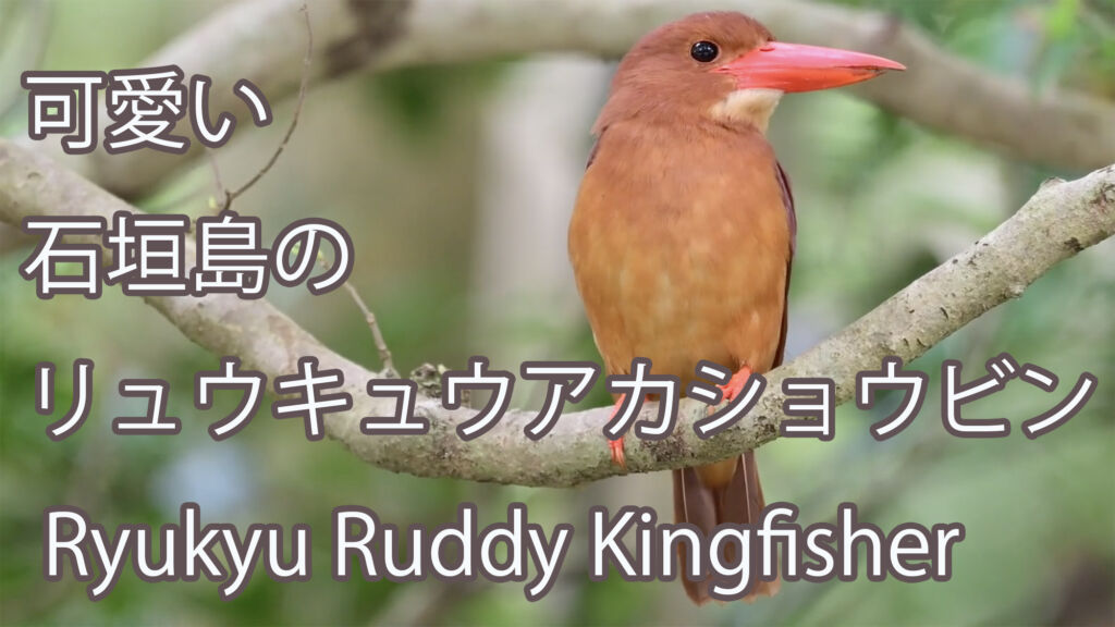 【可愛い】 石垣島のリュウキュウアカショウビン Ryukyu Ruddy Kingfisher