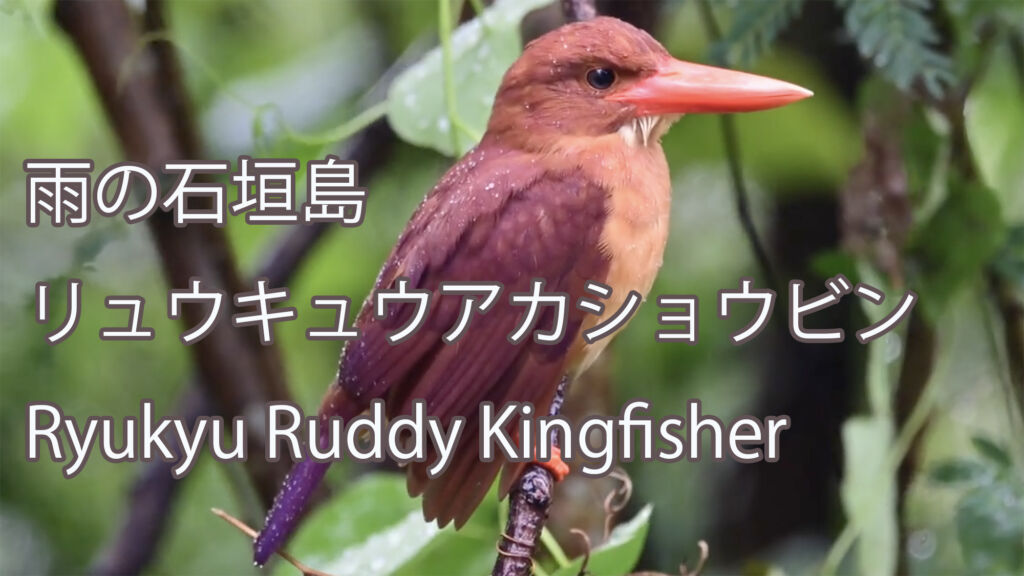 【雨の石垣島】 リュウキュウアカショウビン Ryukyu Ruddy Kingfisher