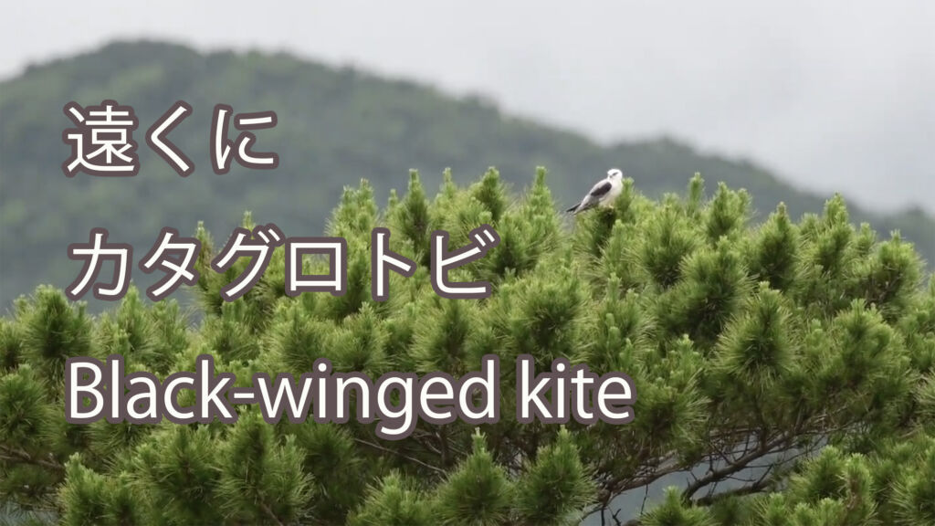 【遠くに】 カタグロトビ  Black-winged kite