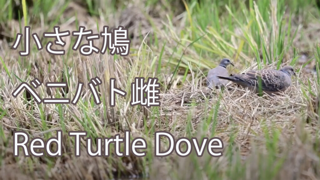 【小さな鳩】 ベニバト雌 Red Turtle Dove