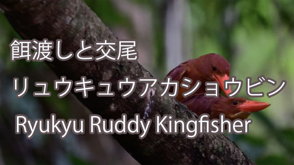 【餌渡しと交尾】リュウキュウアカショウビン Ryukyu Ruddy Kingfisher