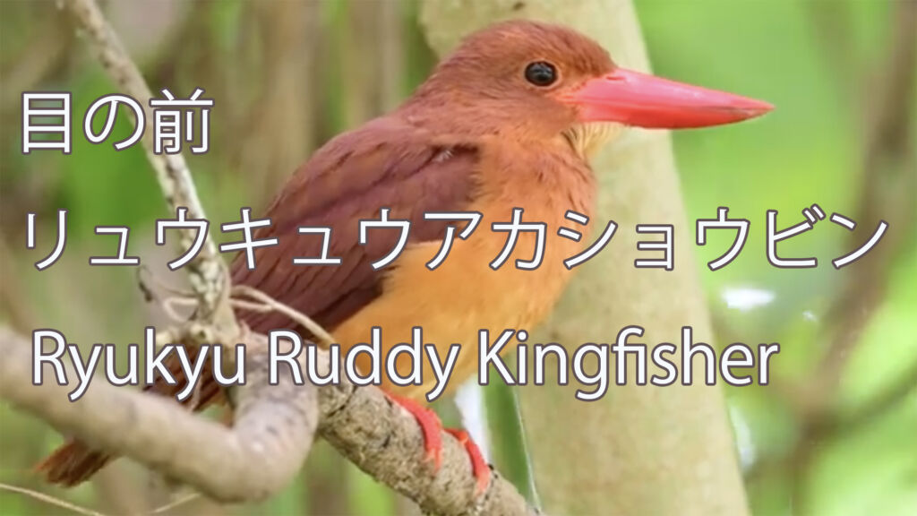 【目の前】  リュウキュウアカショウビン  Ryukyu Ruddy Kingfisher