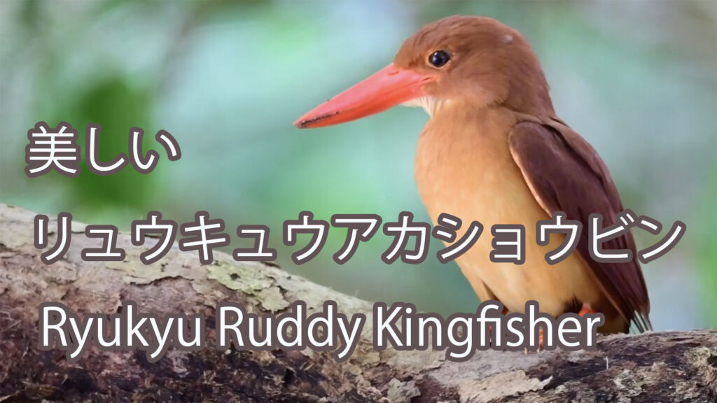 【美しい】 リュウキュウアカショウビン Ryukyu Ruddy Kingfisher