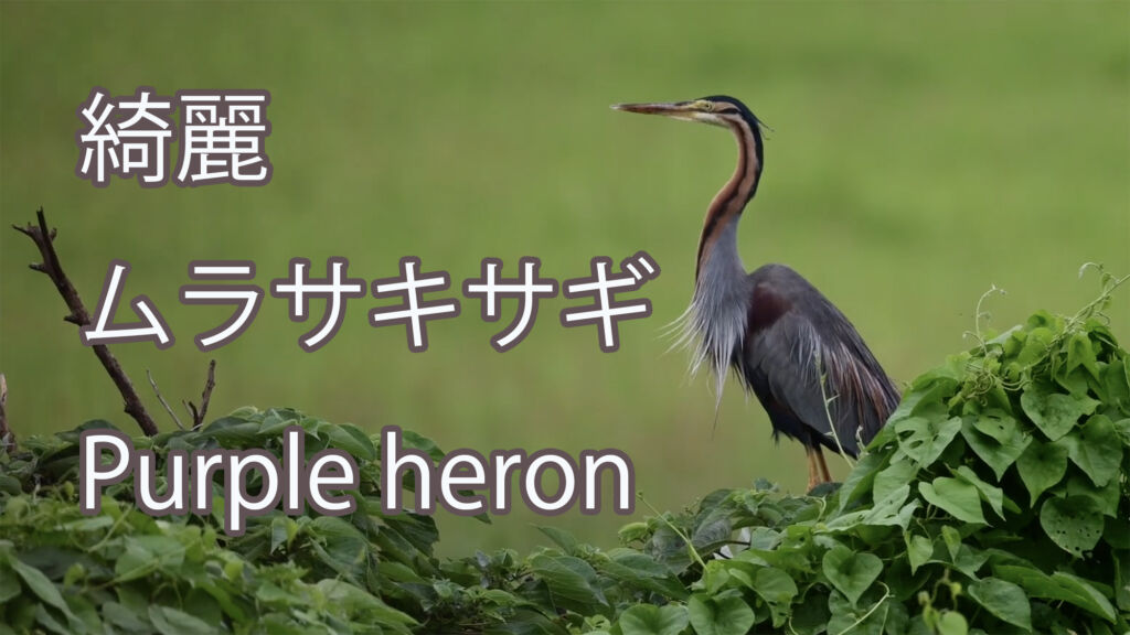 【綺麗】ムラサキサギ Purple heron