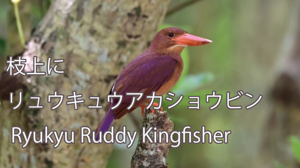 【枝上に】 リュウキュウアカショウビン Ryukyu Ruddy Kingfisher