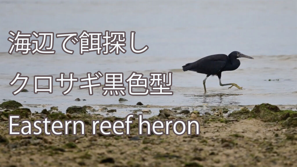 【海辺で餌探し】 クロサギ黒色型 Eastern reef heron