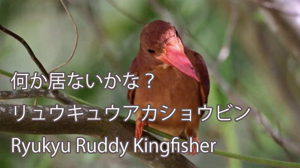 【何か居ないかな？】 リュウキュウアカショウビン Ryukyu Ruddy Kingfisher